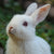 Rabbits