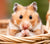 Hamsters