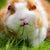 Guinea Pigs